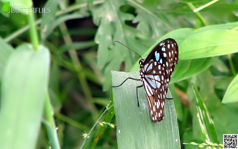 Blue Tiger